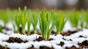 Апрельский снегопад против рассады: Советы от Союза дачников тем, кто поспешил открыть сезон