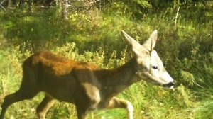 «Единорог» попался на камеру фотоловушки на Украине