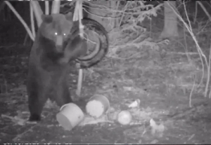 Медведь съел у кабанов всю подкормку, подрался с колесом на дереве и попал на камеру в Подмосковье