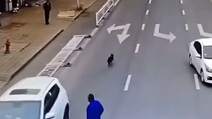 Собака за рулём автомобиля устроила ДТП в Китае и попала на видео