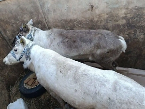 С перемотанными мордами: Неизвестные бросили северных оленей в прицепе на парковке в Тюмени