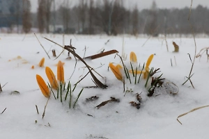 «Как одеяло»: Дачникам раскрыли пользу апрельского снегопада