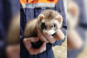 Попал в западню: В Подмосковье спасли угодившего в вентиляцию дома хорька