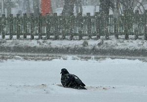 Москвичей предупредили о повторении снегопадов в мае и июне