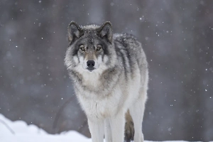 Названы две главные причины расширения списка животных, которых запрещено содержать дома