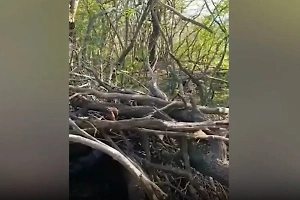 «Посадка смерти»: Российский боец опубликовал видео с необычной находкой в лесу