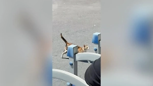 «Котоделегация» прибыла к месту переговоров России и Украины в Стамбуле