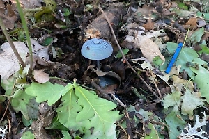 В ЛНР показали мины-грибы, которые ВСУ раскидали в лесах при отступлении