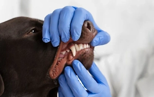 Карантин по бешенству ввели уже в третьем пермском селе