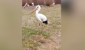 «Яша дома»: Люди «усыновили» выброшенного из гнезда аистёнка и научили летать