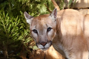 Изъятая у депутата пума Геркулес освоилась в зоопарке и чувствует себя лучше