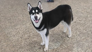 В аэропорту Шереметьево потерялась собака породы хаски