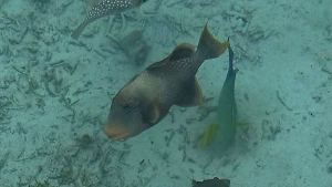 Подплывают прямо к берегу: Россияне пожаловались на атаку тропических рыб на Мальдивах