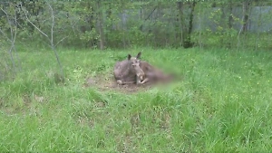 «Действовать будем максимально гуманно»: Власти Подмосковья взяли на себя обязательство по лечению лосёнка