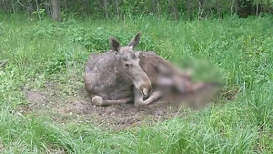 «Должны реагировать»: В Госдуме призвали власти Истринского района немедленно помочь сбитому лосю