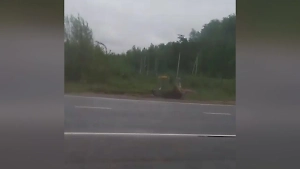 Life.ru публикует видео с моментом ДТП, в котором сильно пострадал лосёнок