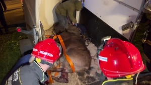 Малыш оказался крепким: Сбитого под Истрой лосёнка наконец увезли с места ДТП