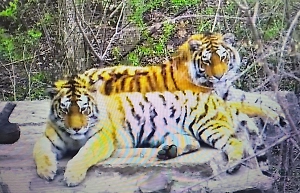 Самое рычащее видео: Двух молодых тигров выпустили на волю после реабилитации в Приморье