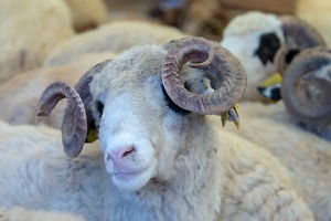 Разъярённый баран проломил забор и насмерть забил 85-летнюю пенсионерку в Крыму

