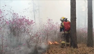 Площадь лесных пожаров в Забайкалье превысила полмиллиона гектаров