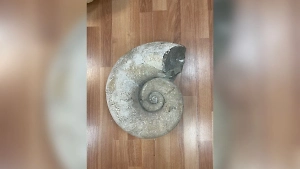 Московский студент устроил бизнес на моллюсках из Мезозоя, но попался таможенникам