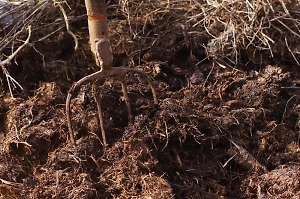 Девочка-подросток из Подмосковья случайно насадила себя на вилы