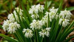 Россияне начали тяжело травиться токсичным растением, похожим на черемшу