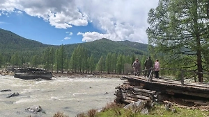 Разгул стихии на Алтае: Река смыла мост, лишив пятерых жителей и их скот связи с миром