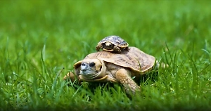 В Московском зоопарке вылупился краснокнижный черепашонок