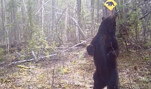 «Трутся спиной медведи»: Косолапый устроил танцы у дерева в Тунгусском заповеднике
