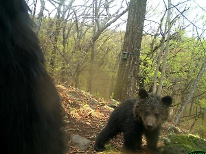 Медвежонок из российского заповедника сделал «фото на первый паспорт»