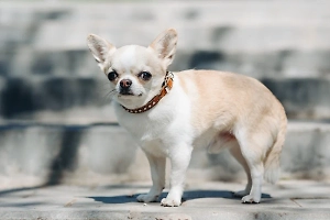 Чихуахуа: всё о собаке, описание породы, характер, сколько стоит щенок
