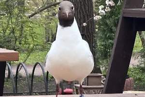 В Петербурге обнаружили чайку, прилетевшую аж из самого Лондона