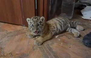 У жителя Стаханова изъяли двухмесячного краснокнижного тигрёнка