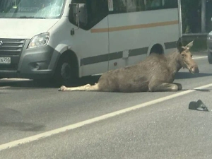 Автомобилист сбил лося в окрестностях подмосковного Раменского