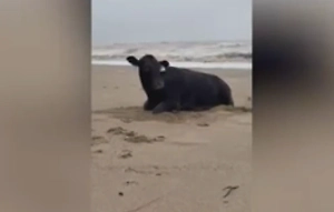 В Австралии наводнение унесло корову в океан, но она выжила и вернулась к хозяину