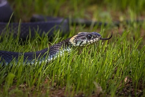 Ядовитый урок: Юный «‎Челябинский Геракл» чуть не погиб после селфи с гадюкой
