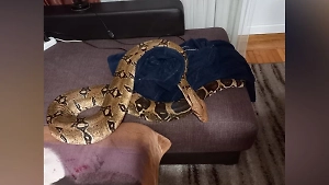 Трёхметровый домашний удав пытался задушить хозяйку в Новороссийске