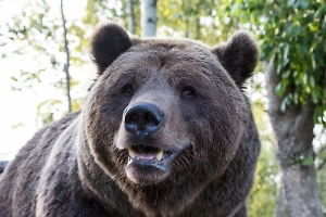 Авиамедведю Мансуру провели операцию под наркозом: Life.ru выяснил, что случилось