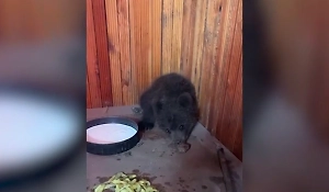 Волк рассказала о судьбе медвежонка, которого «‎живодёры» сбросили с сосны и утащили в мешке