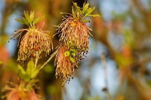 Ради спасения экосистемы России: Минприроды объявляет войну зелёным пришельцам