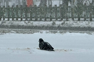 В Гидрометцентре рассказали, сколько территории России занято снегом за неделю до лета
