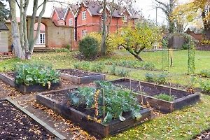 Эксперт рассказал, чем грозит дачникам вырубка деревьев на участке
