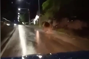 В дагестанском селе застрелили медвежонка, который вышел побегать на улицу