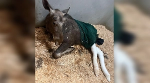 Сбитому под Истрой лосёнку загипсовали лапки