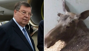 Лосёнка Илюшу на трассе в Подмосковье сбил экс-посол России в Японии