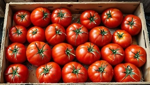 Холодильник под запретом: Россиянам раскрыли неожиданные факты о правильном хранении томатов