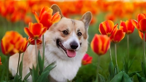 Корги: всё о собаке, описание породы, характер, сколько стоит щенок
