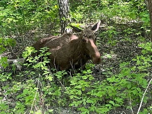 Ещё один лось умер в России, попав под колёса автомобиля