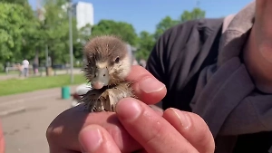 В Москве спасли краснокнижного утёнка, упавшего в канализационный люк